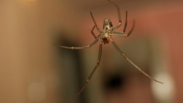 Warum Spinnen gerne ins Haus kommen
