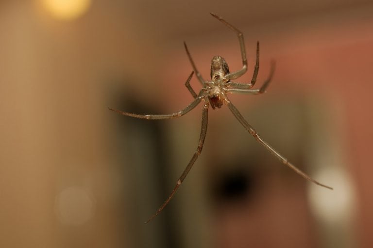 Warum Spinnen gerne ins Haus kommen – Gründe und Arteninformation
