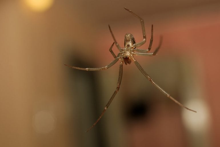 Warum Spinnen gerne ins Haus kommen