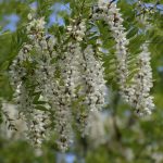 Akazie (Acacia) – kaufen, schneiden und vermehren