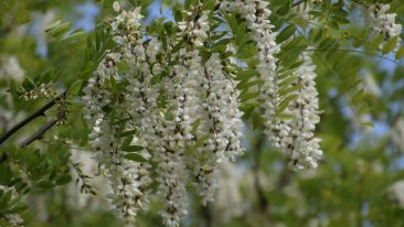 Akazie (Acacia) – kaufen, schneiden und vermehren