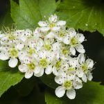 Apfeldorn oder Lederblättriger Weißdorn (Crataegus lavallei)