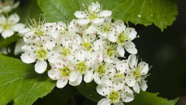 Apfeldorn oder Lederblättriger Weißdorn (Crataegus lavallei)