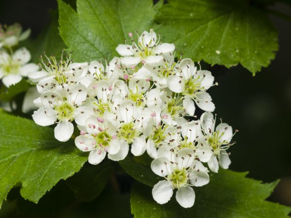 Apfeldorn oder Lederblättriger Weißdorn (Crataegus lavallei)