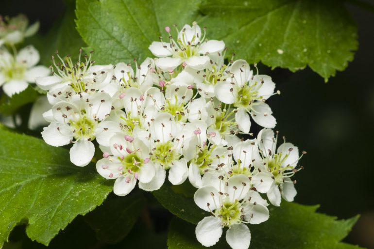 Apfeldorn oder Lederblättriger Weißdorn (Crataegus lavallei)