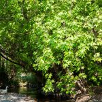 Chinesischer Amberbaum (Liquidambar acalycina) – kaufen, schneiden und vermehren