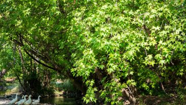 Chinesischer Amberbaum (Liquidambar acalycina) – kaufen, schneiden und vermehren