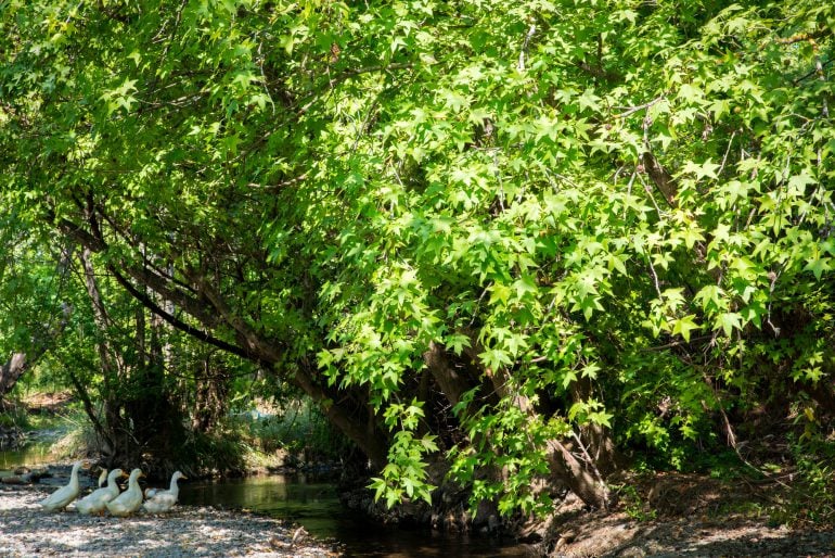 Chinesischer Amberbaum (Liquidambar acalycina) – kaufen, schneiden und vermehren