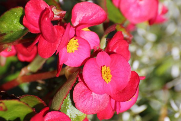 Eisbegonie auch unter dem Namen Schiefblatt bekannt