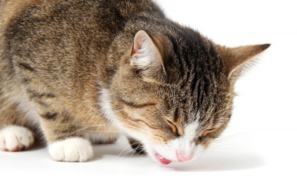 Baby Katze Erbricht Weißen Schaum