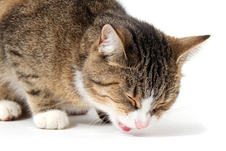 Katze übergibt sich – Mögliche Ursachen und Hilfen