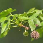 Orientalischer Amberbaum oder Storaxbaum (Liquidambar orientalis Mill.)