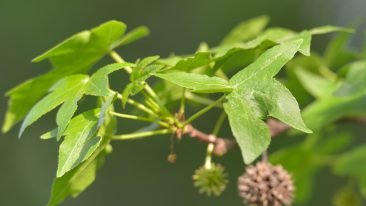 Orientalischer Amberbaum oder Storaxbaum (Liquidambar orientalis Mill.)