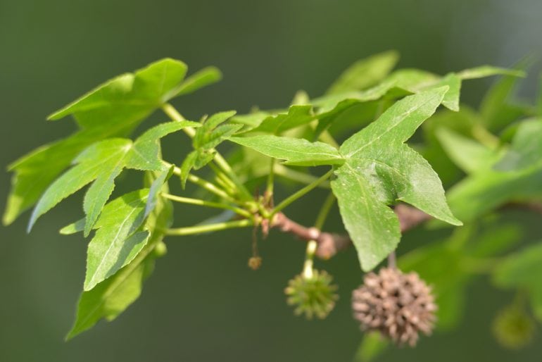 Orientalischer Amberbaum oder Storaxbaum (Liquidambar orientalis Mill.)