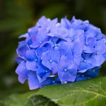 Tellerhortensie (Hydrangea serrata) ähnlich der bekannten Bauern- und Gartenhortensie