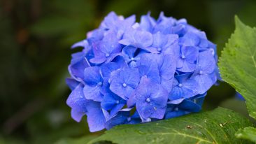 Tellerhortensie (Hydrangea serrata)