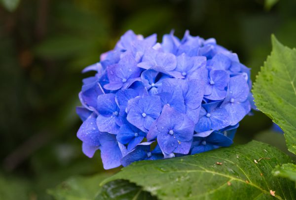 Tellerhortensie (Hydrangea serrata) ähnlich der bekannten Bauern- und Gartenhortensie
