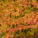 Eisenholzbaum oder Parrotie (Parrotia persica) - Informationen, Pflege und Überwintern