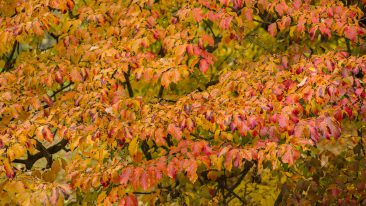 Eisenholzbaum (Parrotia persica) – Informationen, Pflege und Überwintern