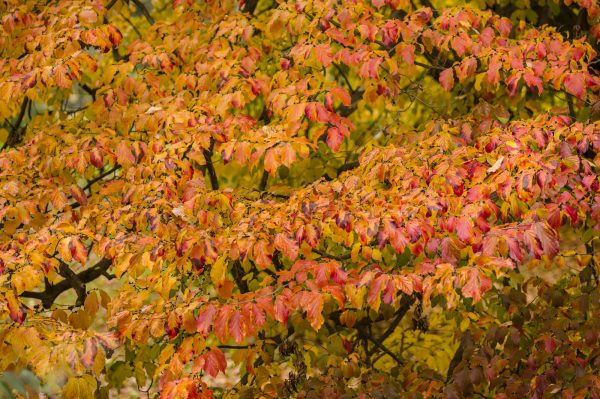Eisenholzbaum (Parrotia persica) – Informationen, Pflege und Überwintern