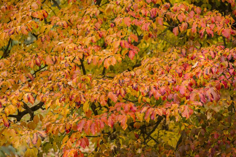 Eisenholzbaum oder Parrotie (Parrotia persica) - Informationen, Pflege und Überwintern