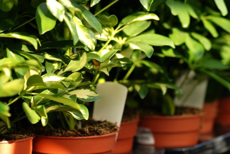 Strahlenaralie oder Zimmeraralie (Schefflera) - pflegen, bestaunen und vermehren