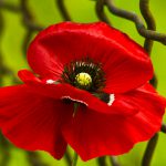 Mohn, der in hiesigen Gärten wächst - Türkischer Mohn