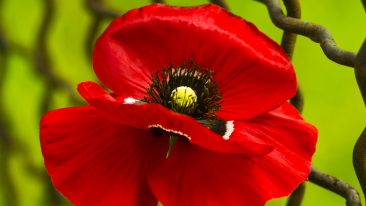 Mohn / Türkischer Mohn