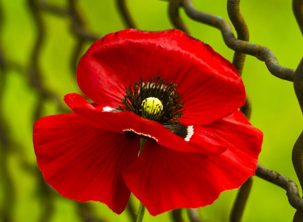 Mohn / Türkischer Mohn