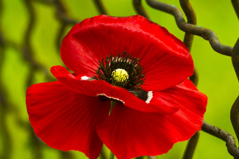 Mohn / Türkischer Mohn