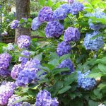 Bauernhortensie (Hydrangea macrophylla) oder Japanhortensie, Gartenhortensie, Topfhortensie