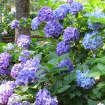 Bauernhortensie (Hydrangea macrophylla) oder Japanhortensie, Gartenhortensie, Topfhortensie