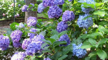 Bauernhortensie (Hydrangea macrophylla) – Pflege & Schnitt