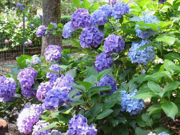 Bauernhortensie (Hydrangea macrophylla) – Pflege & Schnitt