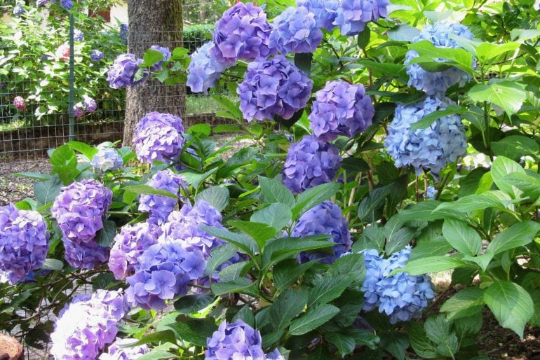 Bauernhortensie (Hydrangea macrophylla) – Pflege & Schnitt