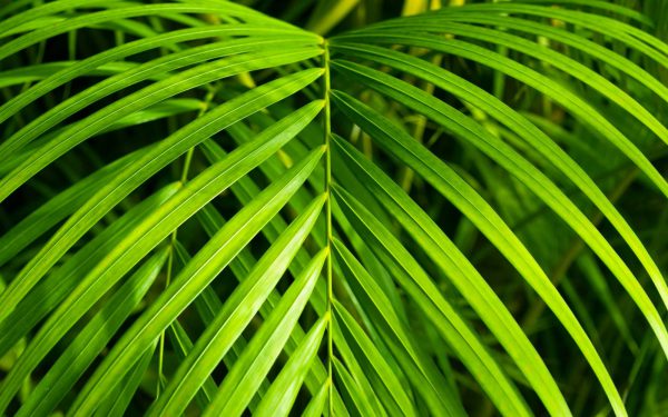 Bergpalme oder mexikanische Bergpalme (Chamaedorea) – aussäen, pflegen und überwintern