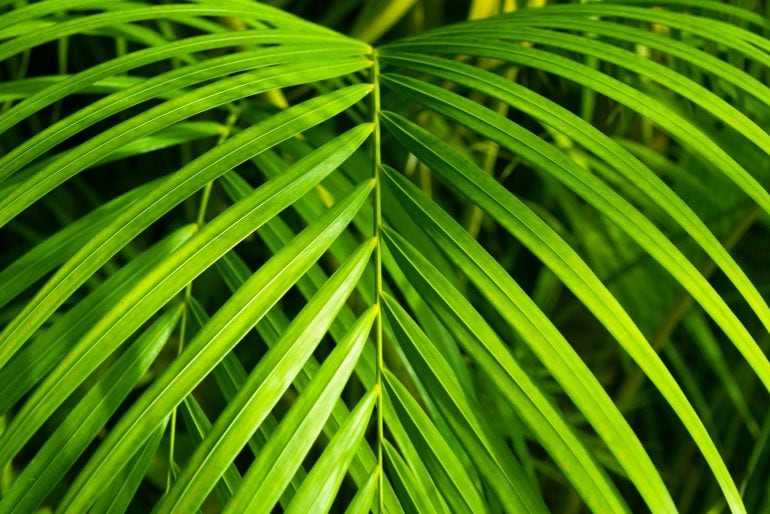 Bergpalme oder mexikanische Bergpalme (Chamaedorea) – aussäen, pflegen und überwintern