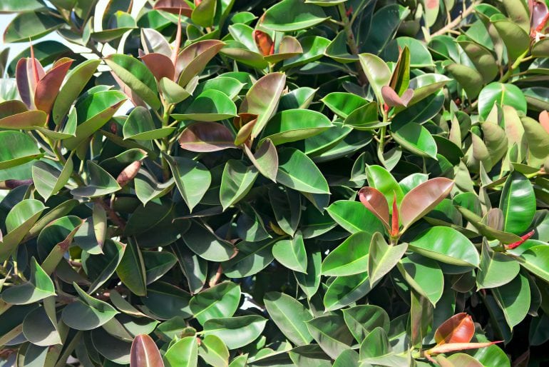 Gummibaum (Ficus elastica)