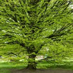 Hainbuche - Carpinus betulus