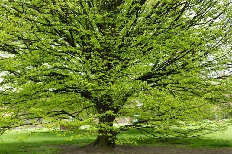 Hainbuche - Carpinus betulus
