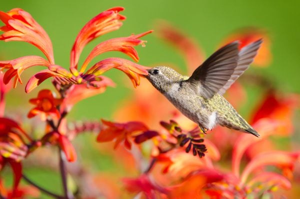 Montbretien - Kaufen, Pflanzen, Schneiden und Vermehren