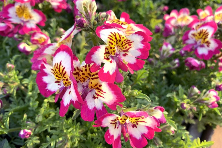 Bauernorchidee (Schizanthus) – Pflege, Überwintern und Vermehren