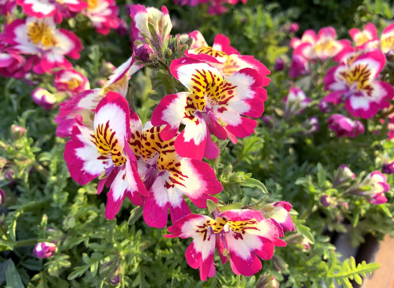 Bauernorchidee Schizanthus Pflege Uberwintern Und Vermehren
