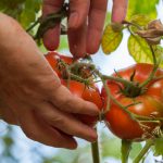 In einem Gewächshaus ganzjährig frisches Gemüse ernten