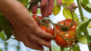 In einem Gewächshaus ganzjährig frisches Gemüse ernten