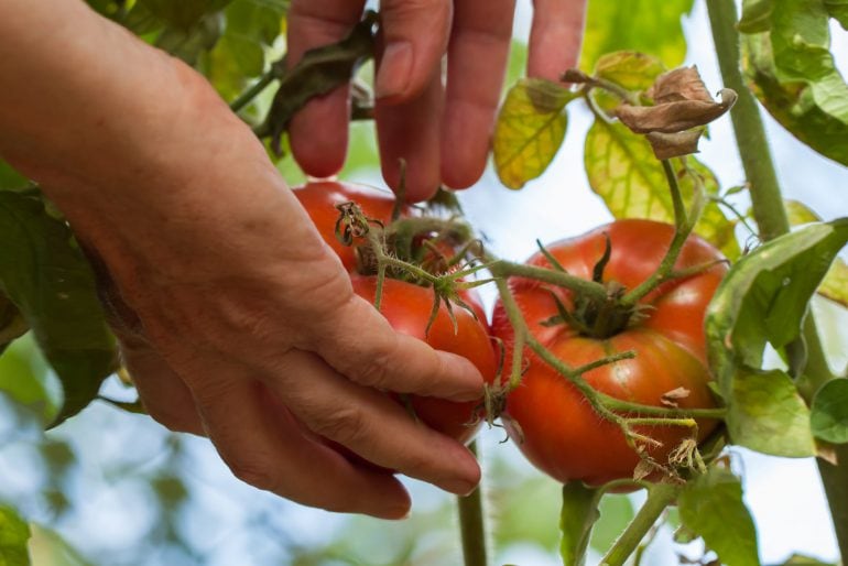 In einem Gewächshaus ganzjährig frisches Gemüse ernten