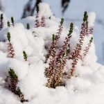 Pflanzen im Topf überwintern: Praktische Profi-Tricks