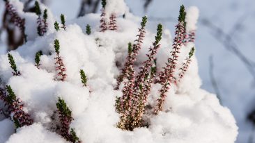 Pflanzen im Topf überwintern: Praktische Profi-Tricks