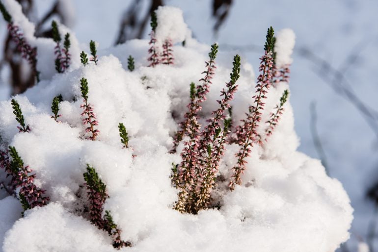 Pflanzen im Topf überwintern: Praktische Profi-Tricks