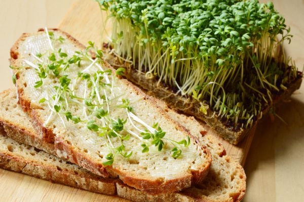 Sprossen selber ziehen